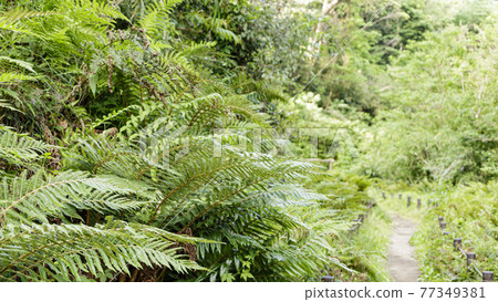 Ferns Ferns 77349381