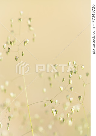 Princess oval grass blooming against a beige background 77349720