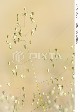 Princess oval grass blooming against a beige background Princess oval grass blooming against a beige background 77349726