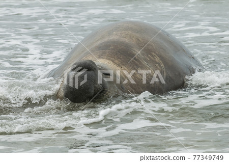 Elephant seal, Patagonia 77349749