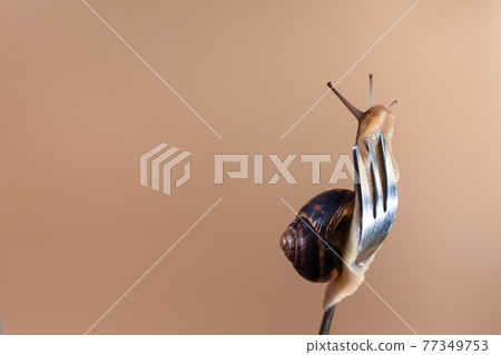 A snail on a fork. On a light brown background. mock up 77349753
