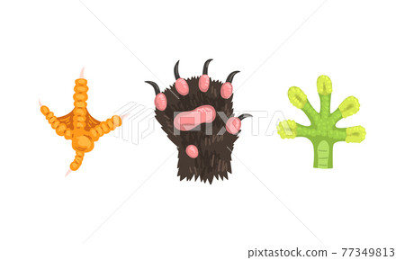 Animal Limb with Cat Clawed Paw and Lizard Foot Vector Set Animal Limb with Cat Clawed Paw and Lizard Foot Vector Set 77349813