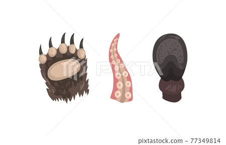 Animal Limb with Bear Clawed Paw and Octopus Tentacle Vector Set Animal Limb with Bear Clawed Paw and Octopus Tentacle Vector Set 77349814