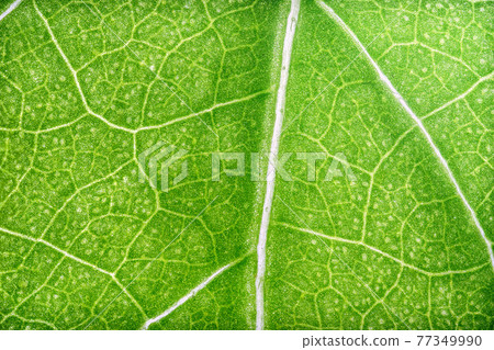 Fresh Green Leaf of Hibiscus Macro shot 77349990