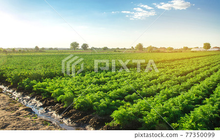 Plantation landscape of green carrot bushes. European organic farming. Growing food on the farm. Growing care and harvesting. Agroindustry and agribusiness. Root tubers. Selective focus Plantation landscape of green carrot bushes. European organic farming. Growing food on the farm. Growing care and harvesting. Agroindustry and agribusiness. Root tubers. Selective focus 77350099