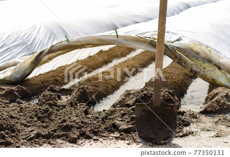Irrigation rows under agrofibre in small greenhouses. Spunbond to protect against frost and keep humidity of vegetables. Farming and agriculture. Countryside. Growing potatoes. Focus on the shovel. 77350131