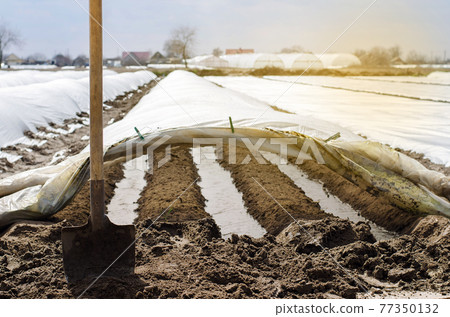 Irrigation rows under agrofibre in small greenhouses. Spunbond to protect against frost and keep humidity of vegetables. Farming and agriculture. Countryside. Growing potatoes. Focus on the shovel. Irrigation rows under agrofibre in small greenhouses. Spunbond to protect against frost and keep humidity of vegetables. Farming and agriculture. Countryside. Growing potatoes. Focus on the shovel. 77350132
