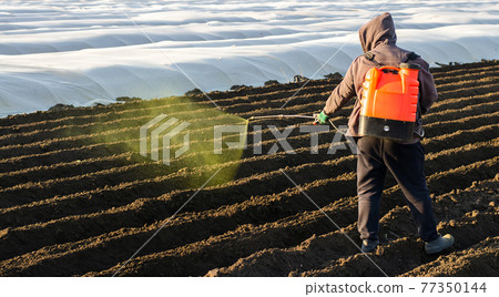 The farmer treats the field from weeds and grass for growing potatoes. Use chemicals in agriculture. Harvest processing. Agriculture and agribusiness. Protection and care. Growing vegetables The farmer treats the field from weeds and grass for growing potatoes. Use chemicals in agriculture. Harvest processing. Agriculture and agribusiness. Protection and care. Growing vegetables 77350144