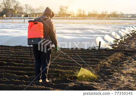 The farmer treats the field from weeds and grass for growing potatoes. Use chemicals in agriculture. Harvest processing. Agriculture and agribusiness. Protection and care. Growing vegetables 77350145