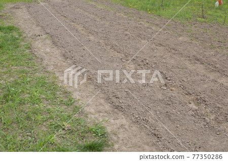 Plowing a garden with a hand cultivator 77350286