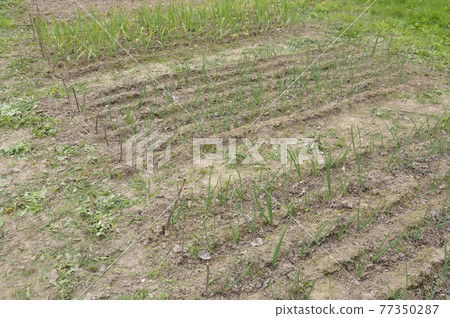 Plowing a garden with a hand cultivator 77350287