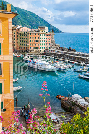 The village of Camogli on the Italian Riviera The village of Camogli on the Italian Riviera 77350661