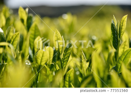 1號茶葉 77351560