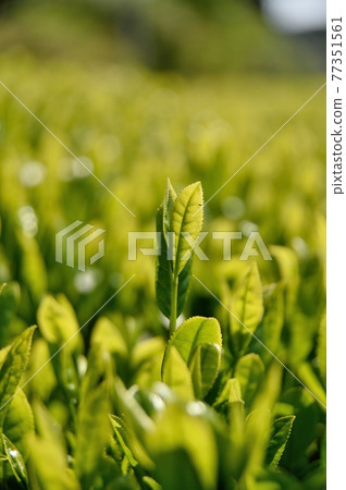 1號茶葉 77351561