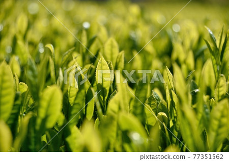 No. 1 tea leaf No. 1 tea leaf 77351562