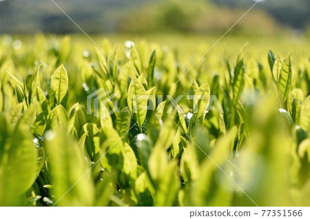 1號茶葉 77351566