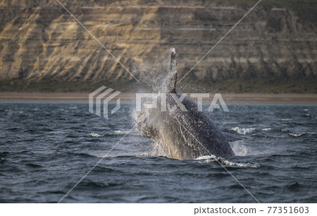 Whale Patagonia Argentina Whale Patagonia Argentina 77351603