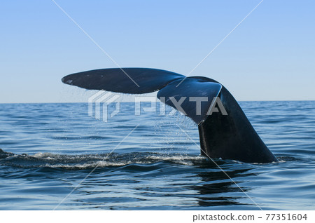 Whale Patagonia Argentina Whale Patagonia Argentina 77351604