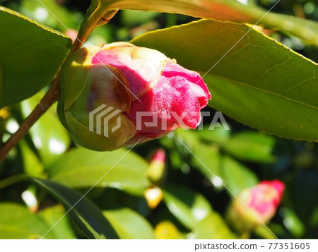 山茶花的芽 山茶花的芽 77351605