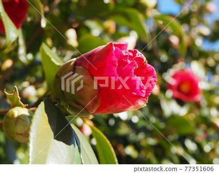 山茶花的芽 山茶花的芽 77351606