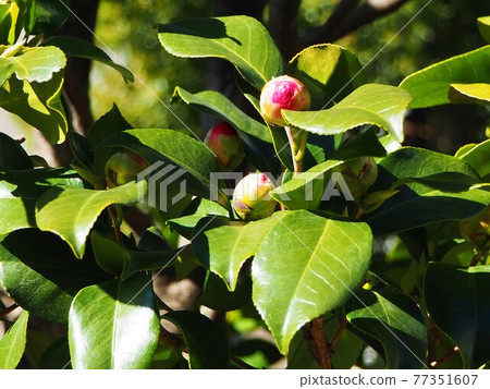 山茶花的芽 77351607