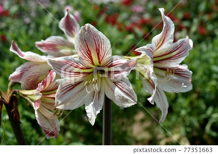 Amaryllis flower 77351663