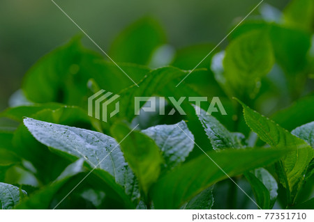 繡球花葉子・五月初的小雨天 繡球花葉子・五月初的小雨天 77351710