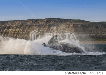 Whale Patagonia Argentina Whale Patagonia Argentina 77351711