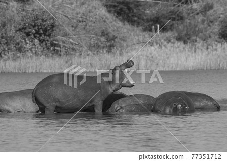 Hippopotamus , Kruger National Park , Africa Hippopotamus , Kruger National Park , Africa 77351712