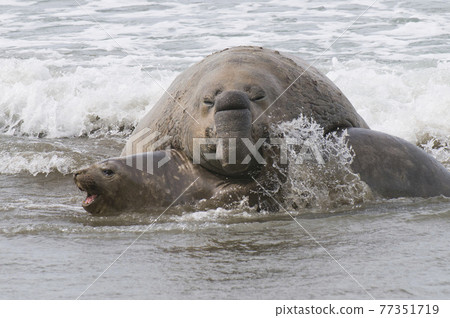 Elephant seal, Patagonia Elephant seal, Patagonia 77351719