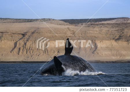 Whale Patagonia Argentina Whale Patagonia Argentina 77351723