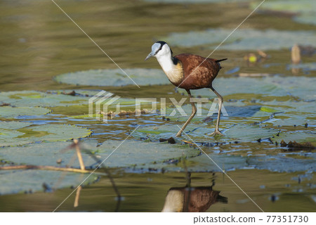 Jacana .Kruger National Park south Africa 77351730