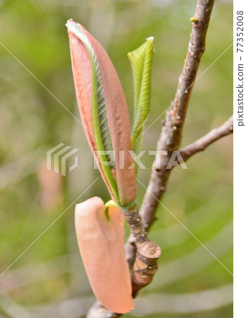 Park no tree sprout Park no tree sprout 77352008