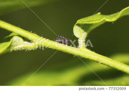 麝香甲蟲 77352009