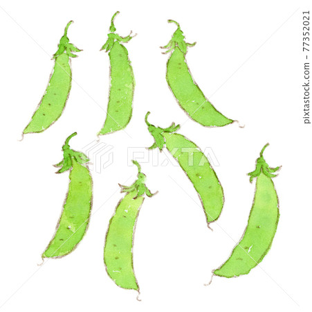 Spring-summer vegetables: watercolor illustration of peas Spring-summer vegetables: watercolor illustration of peas 77352021