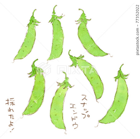 春夏蔬菜:豌豆的水彩插圖 春夏蔬菜:豌豆的水彩插圖 77352022