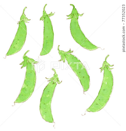 春夏蔬菜:豌豆的水彩插圖 春夏蔬菜:豌豆的水彩插圖 77352023