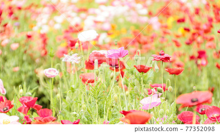 Kurihama flower country 77352098