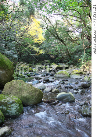 A clear stream that provides coolness and healing in the fresh green 77352121