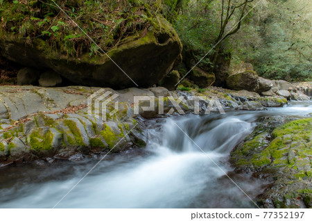 Kikuchi Valley in the early spring 77352197