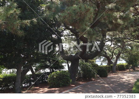 和歌浦萬葉路周邊的風景 和歌浦萬葉路周邊的風景 77352383