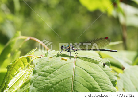 Asahina kawatombo 77352422