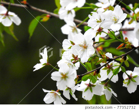 White cherry tree in full bloom 77352732