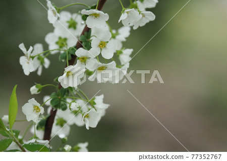 繡線菊開花 繡線菊開花 77352767