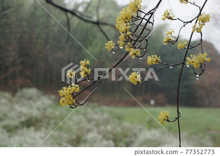 Cornus flowers on a rainy day 77352773