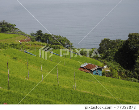 Tagarasu rice terraces on the beach 77352878