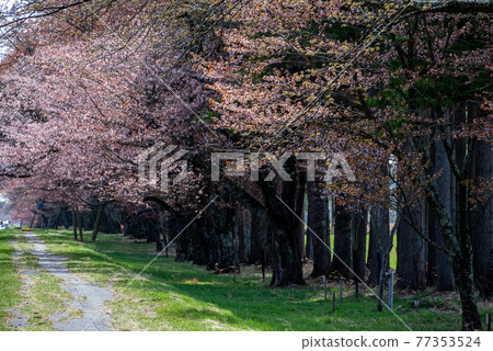 Shinhidaka Town in Spring Shizunai Nijukken Road Cherry Blossom Trees 77353524
