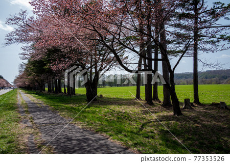 Shinhidaka Town in Spring Shizunai Nijukken Road Cherry Blossom Trees Shinhidaka Town in Spring Shizunai Nijukken Road Cherry Blossom Trees 77353526