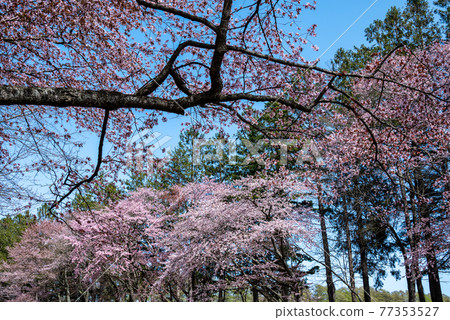 Shinhidaka Town in Spring Shizunai Nijukken Road Cherry Blossom Trees 77353527