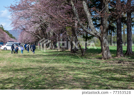Shinhidaka Town in Spring Shizunai Nijukken Road Cherry Blossom Trees Shinhidaka Town in Spring Shizunai Nijukken Road Cherry Blossom Trees 77353528